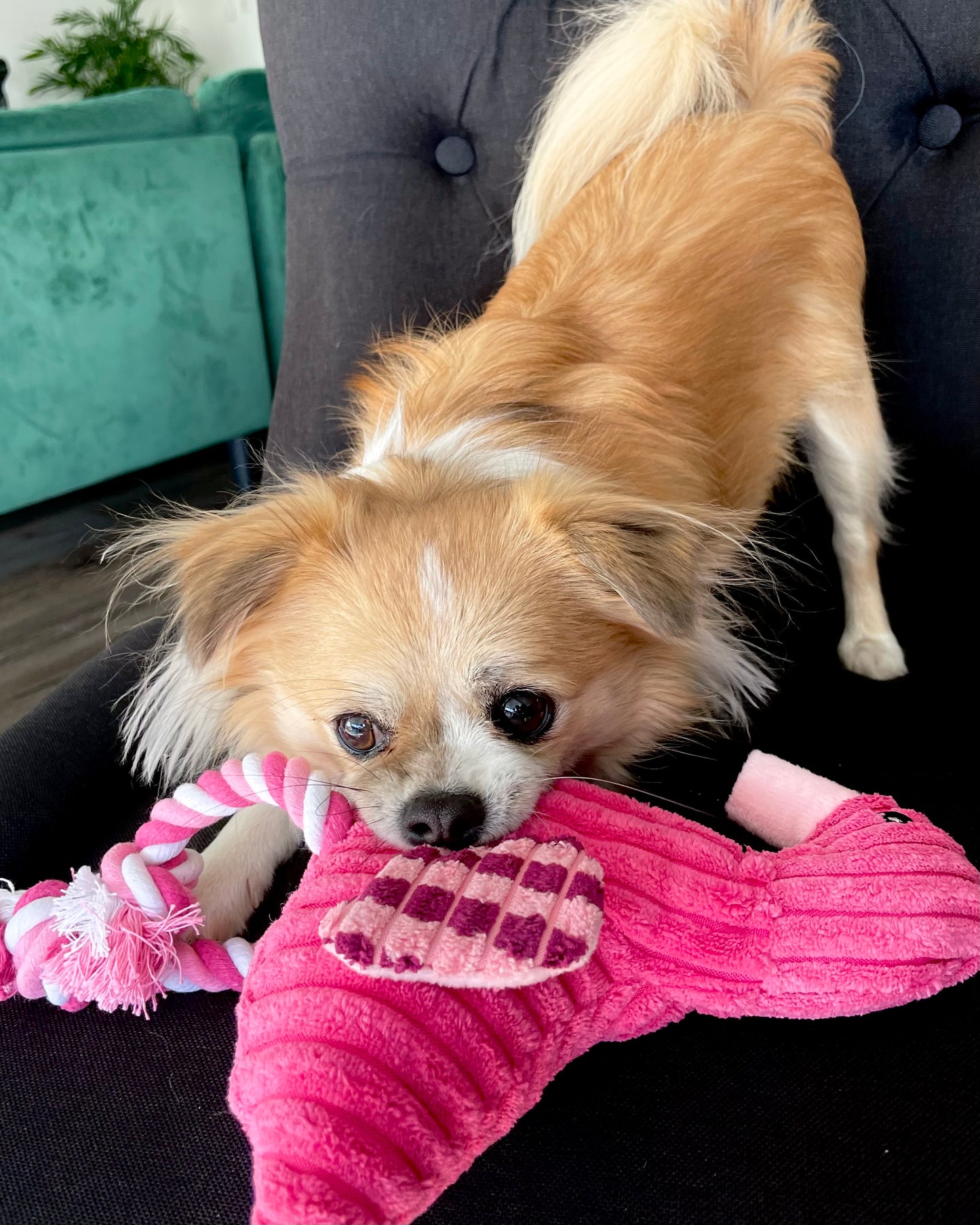 Frankie the Flamingo Plush Toy