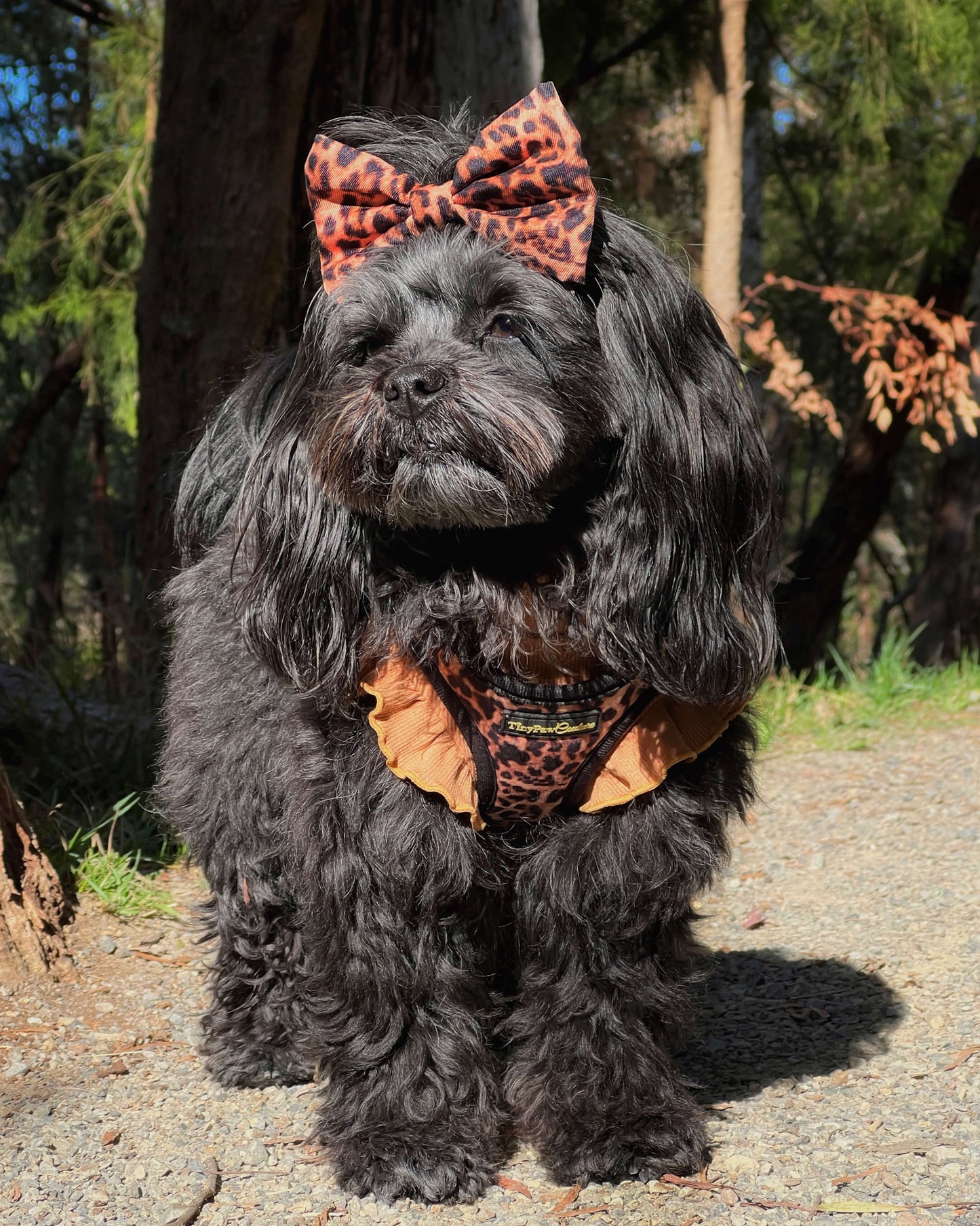Little Luxe Leopard Step In Vest Harness