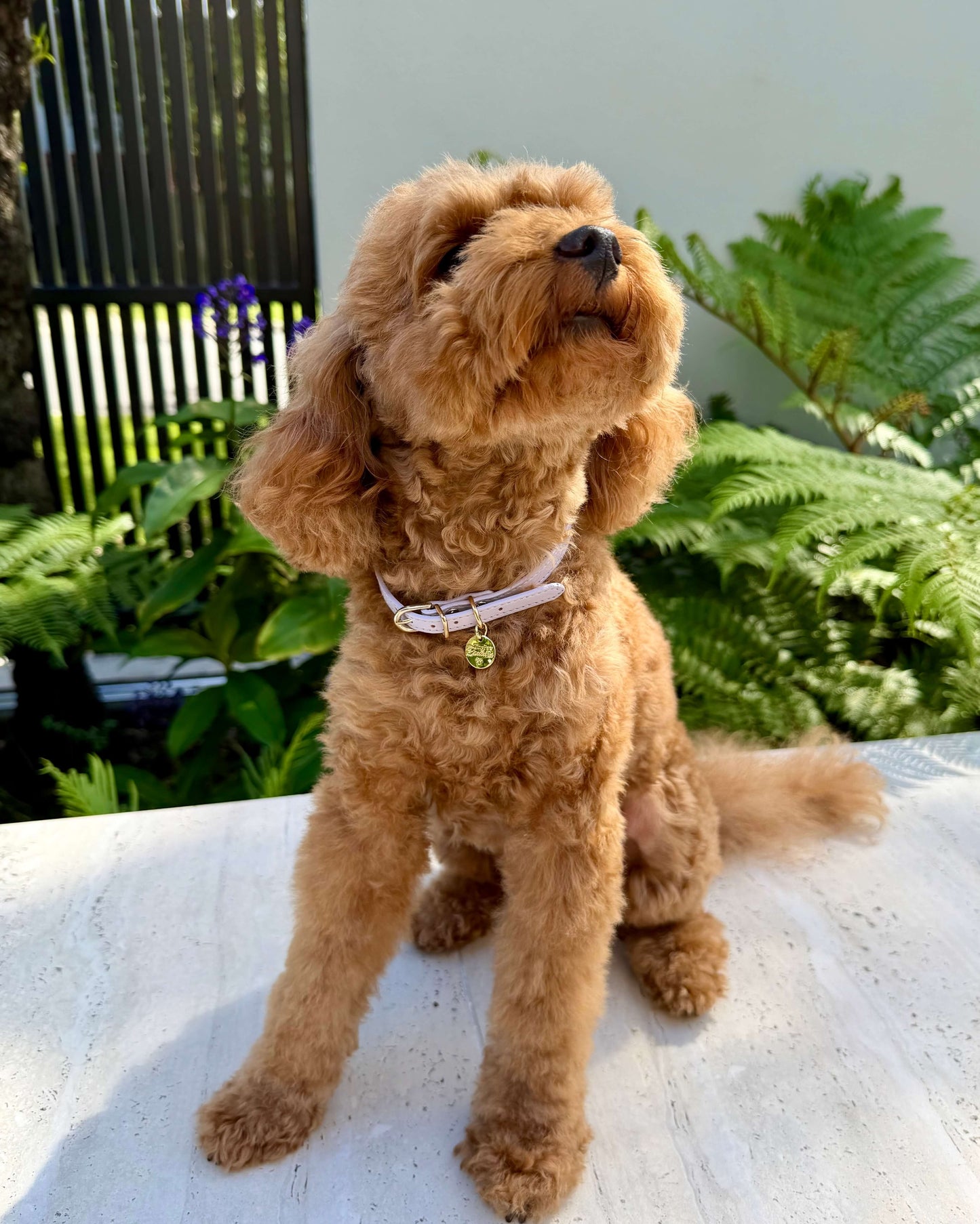 Little Luxe Leather Collar Purple