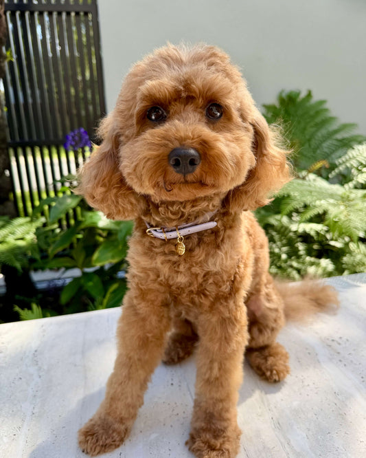 Little Luxe Leather Collar Purple