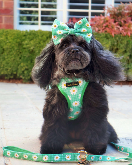 Wet'n'Wild Daisy Lead