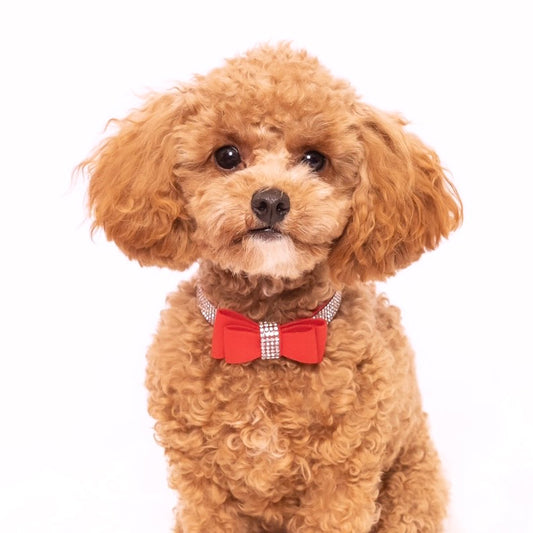 Diamante Rouge Collar