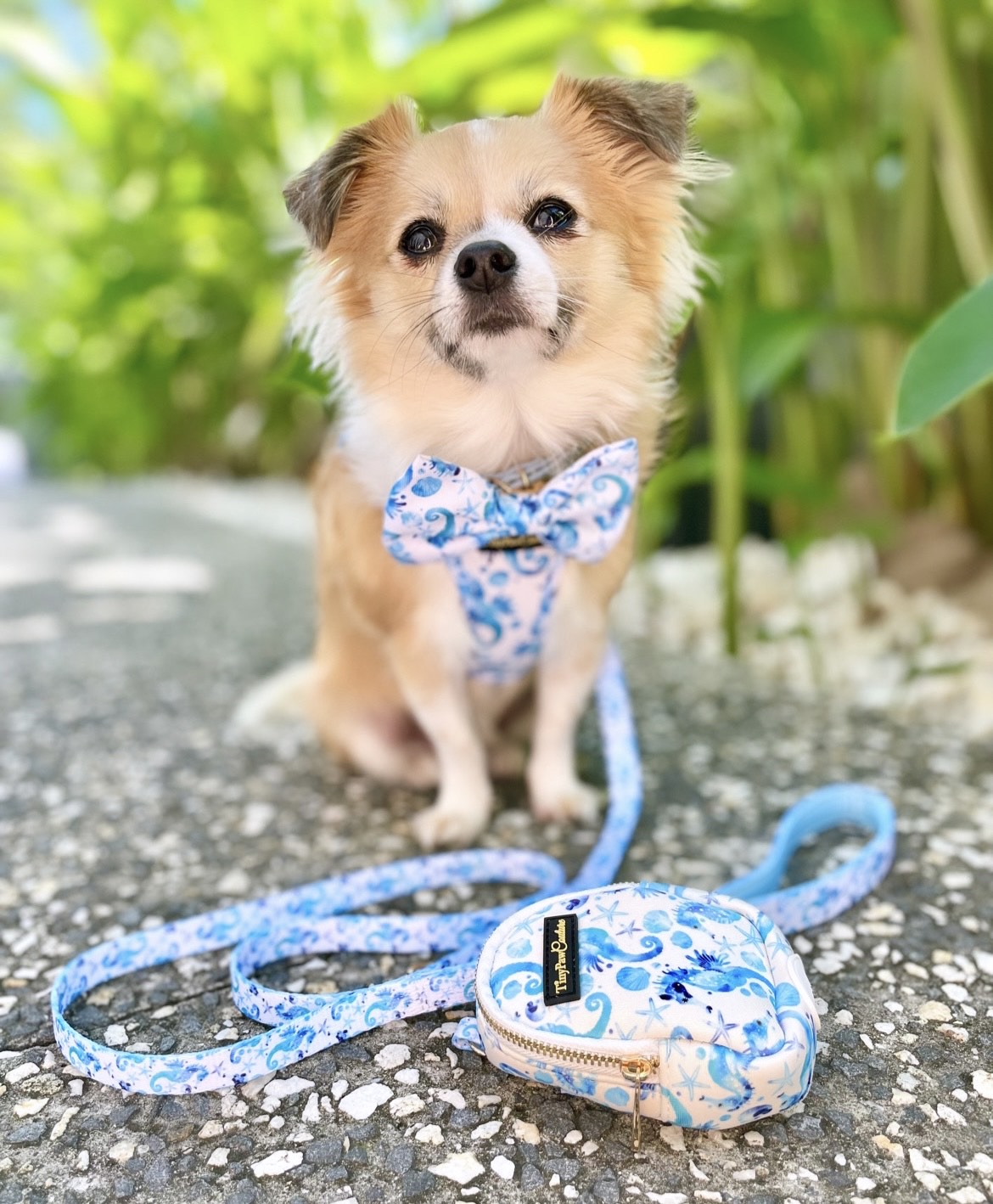 Wet'n'Wild Seahorse Set