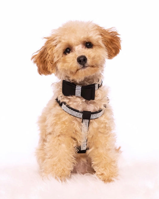Diamante Noir Harness