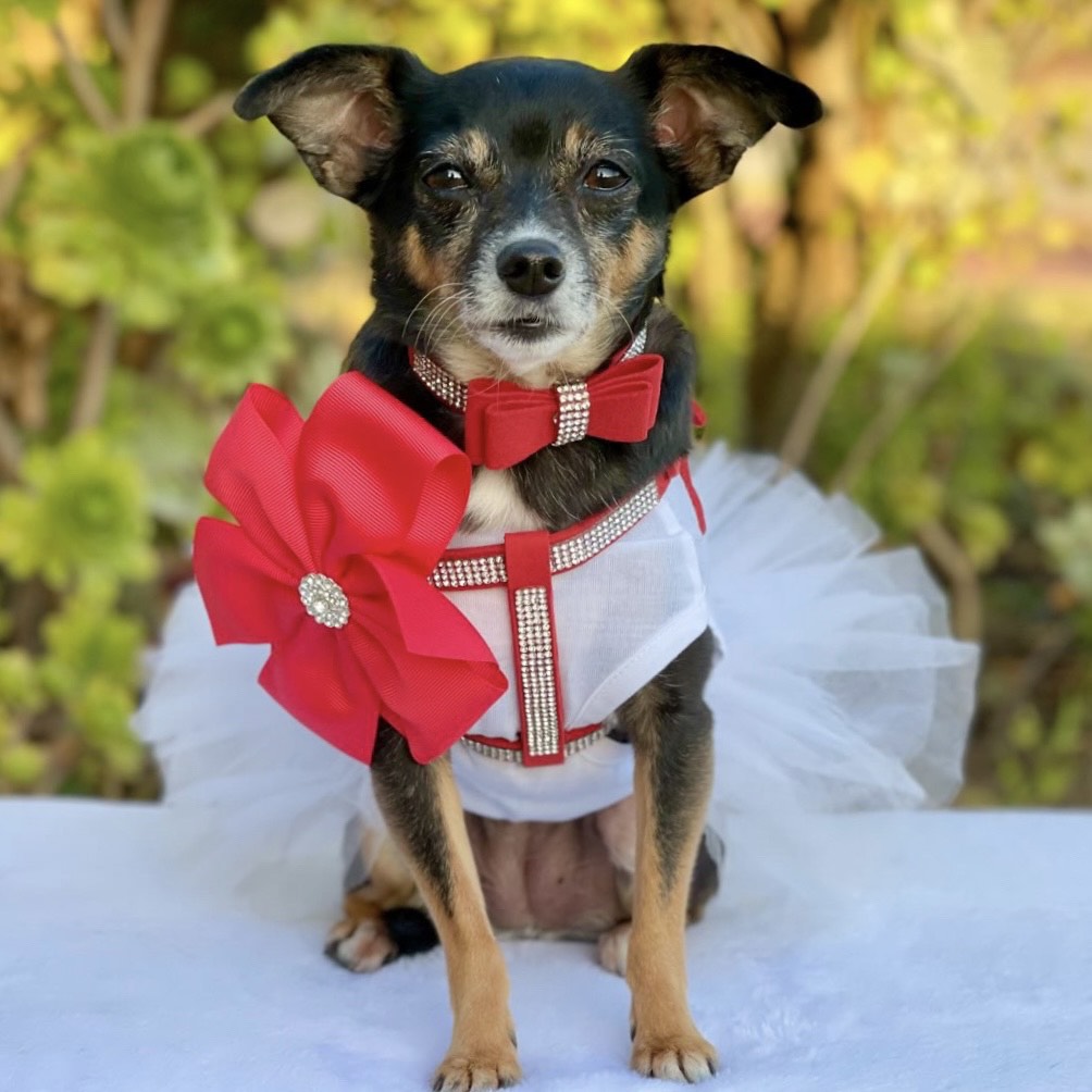 Diamante Rouge Collar