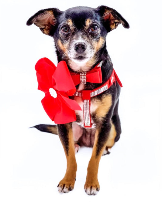 Diamante Rouge Harness