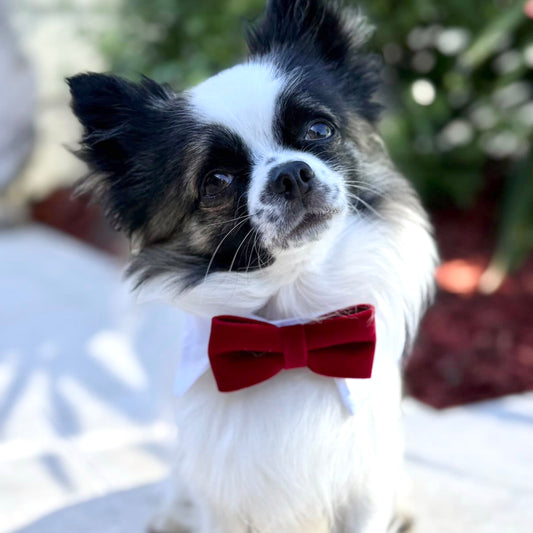 Red Velvet Bowtie