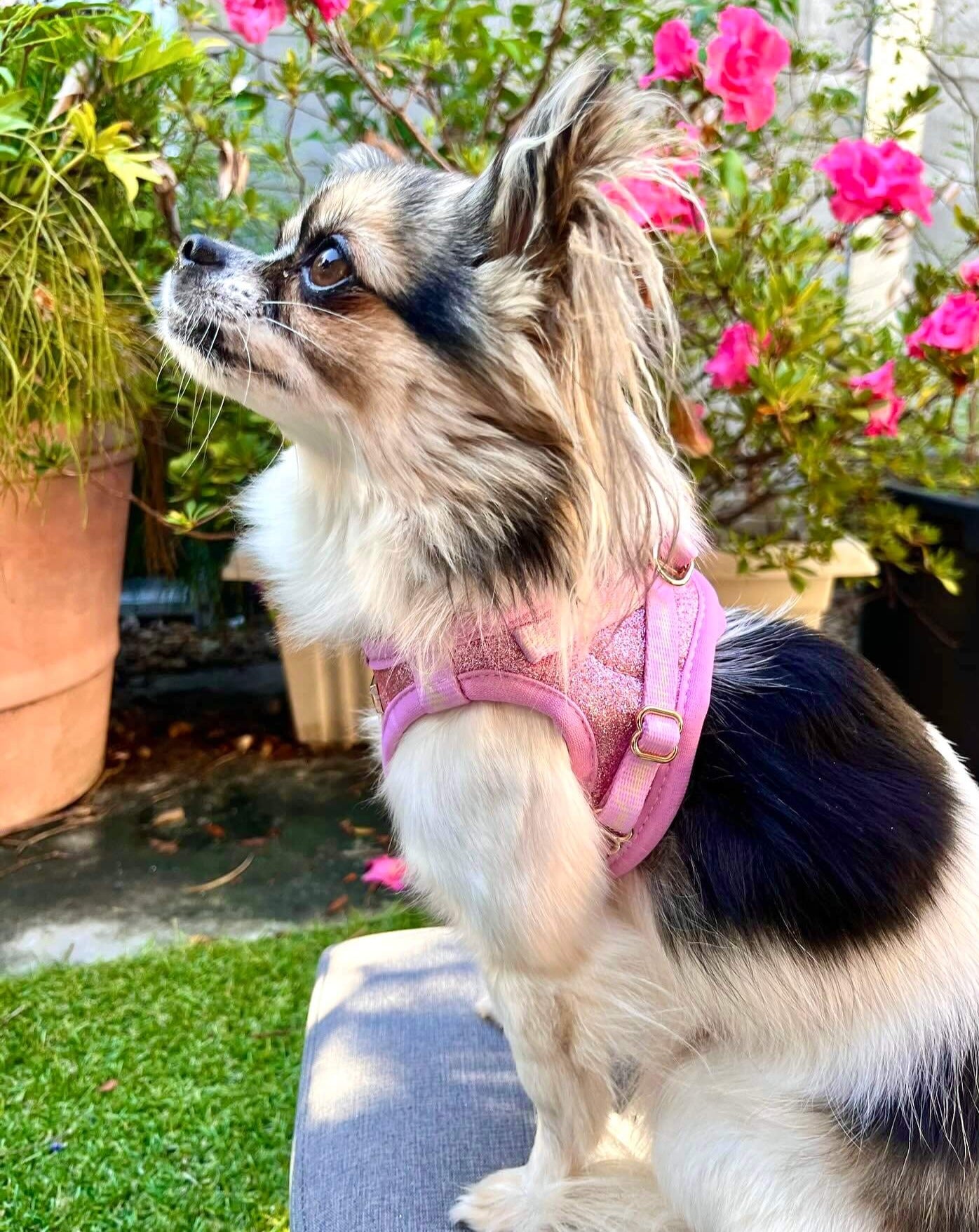 Little Luxe Glitz & Glam Pink Harness