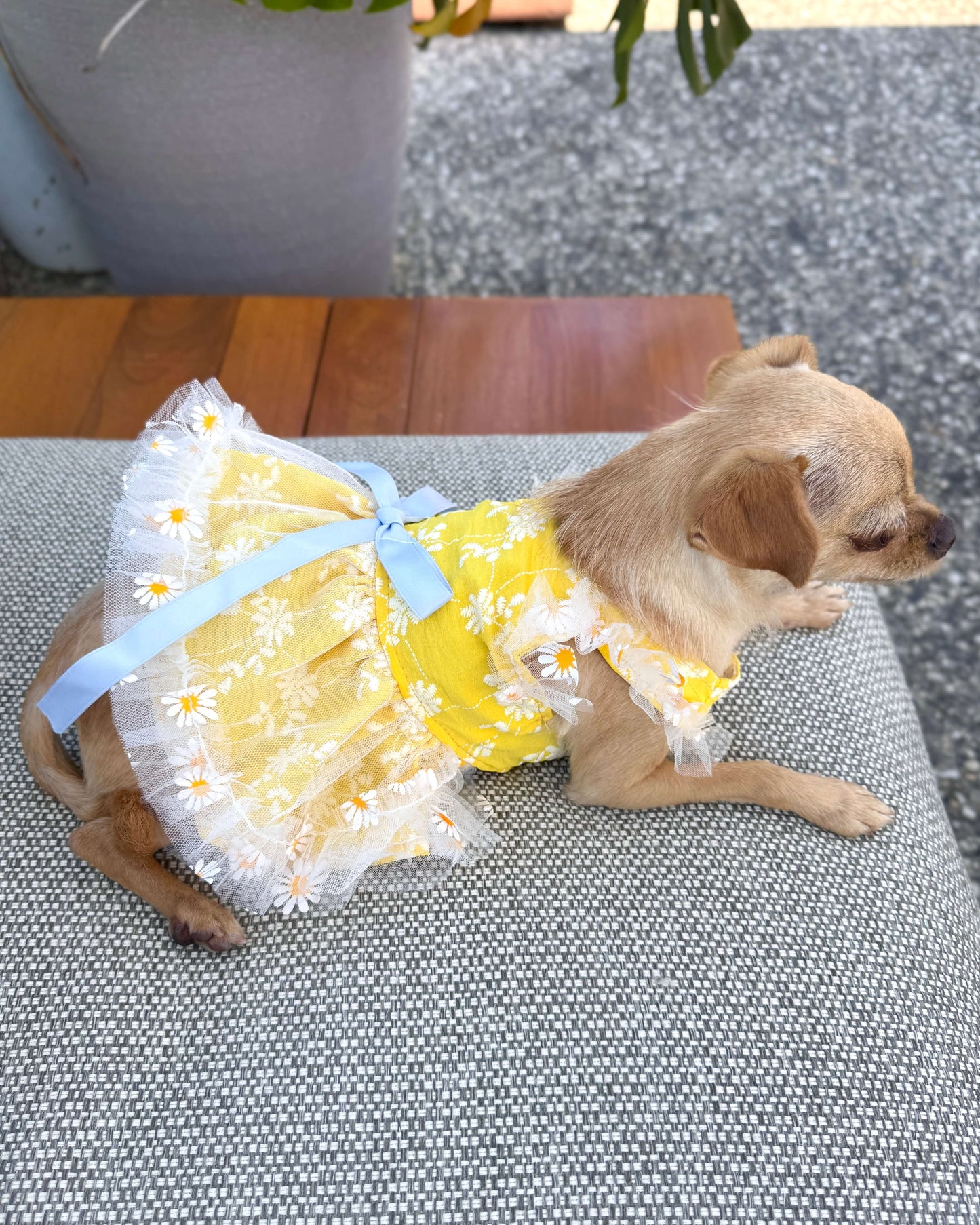 Daisy Meadow Dress
