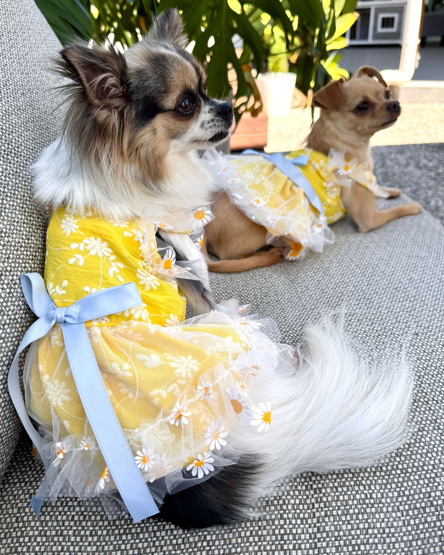 Daisy Meadow Dress