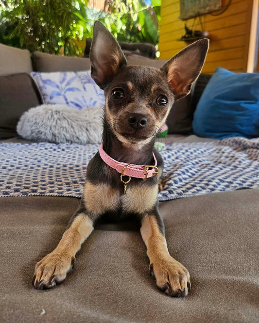 Little Luxe Leather Collar Light Pink