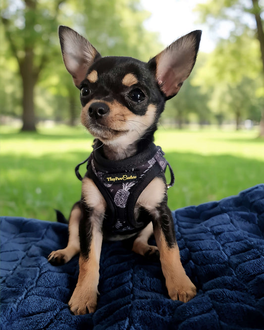 Little Luxe Pineapples Step In Vest Harness