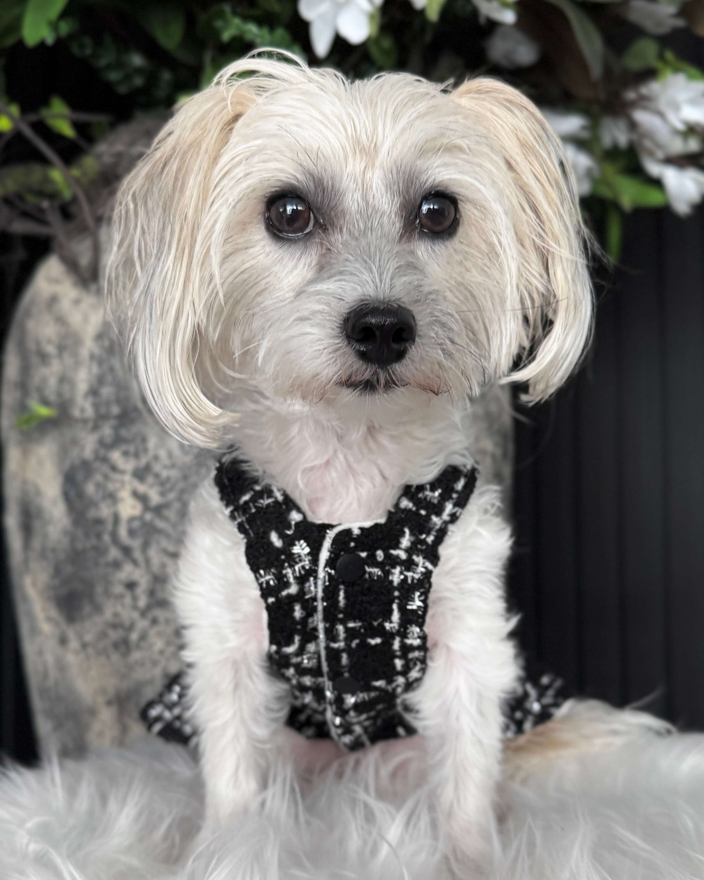 Coco Couture Luxury Winter Dress
