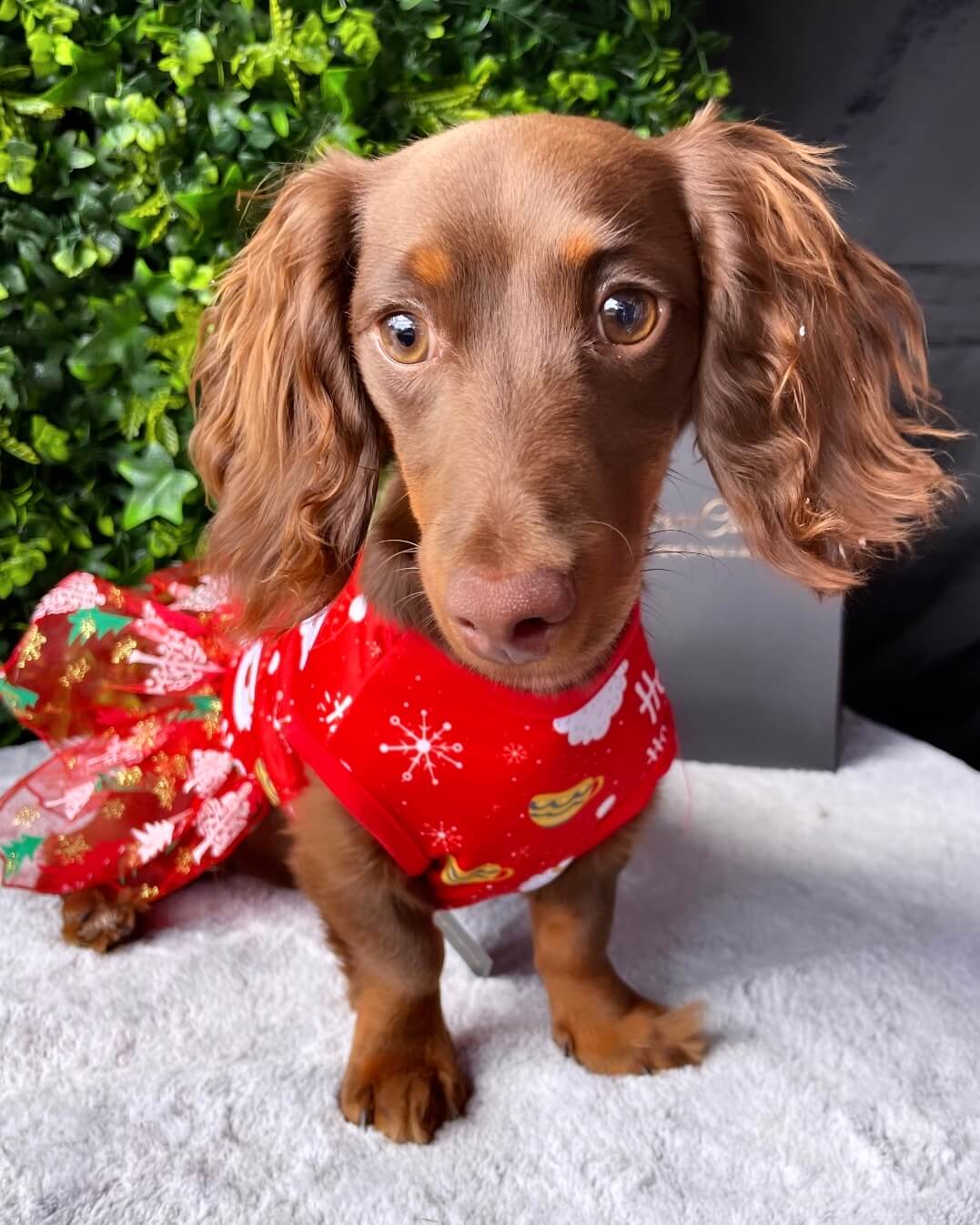 Christmas Tutu Dress