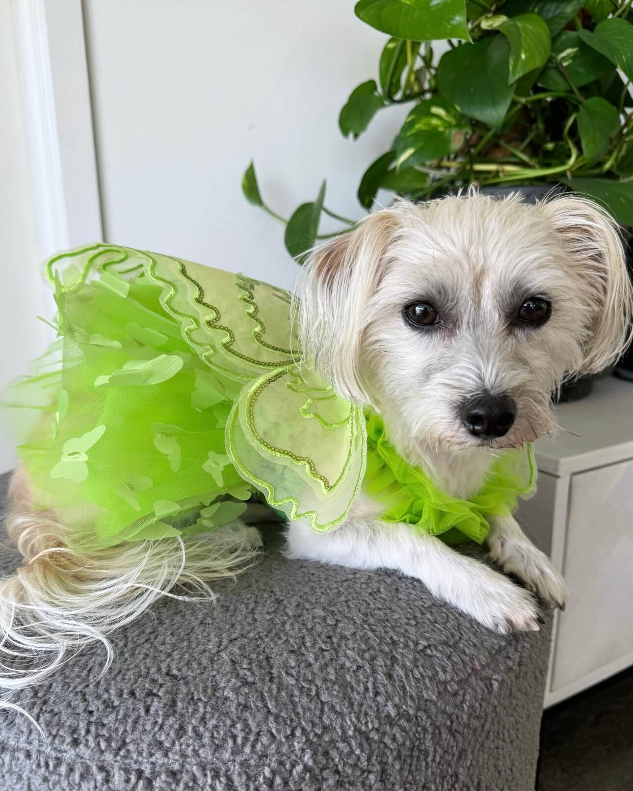 Tinkerbell Tutu