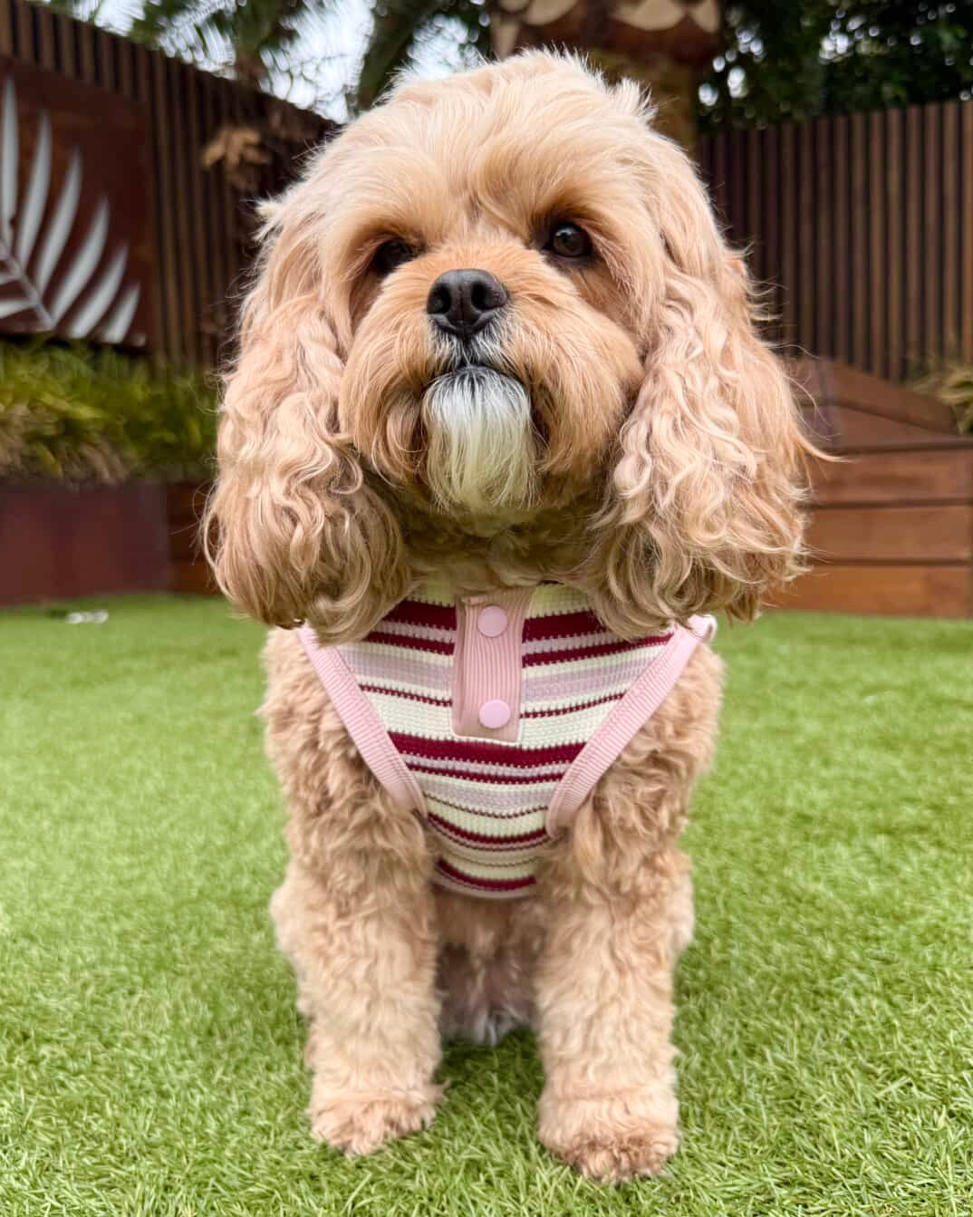 Riley Sleeveless Polo Vintage Dusty Pink