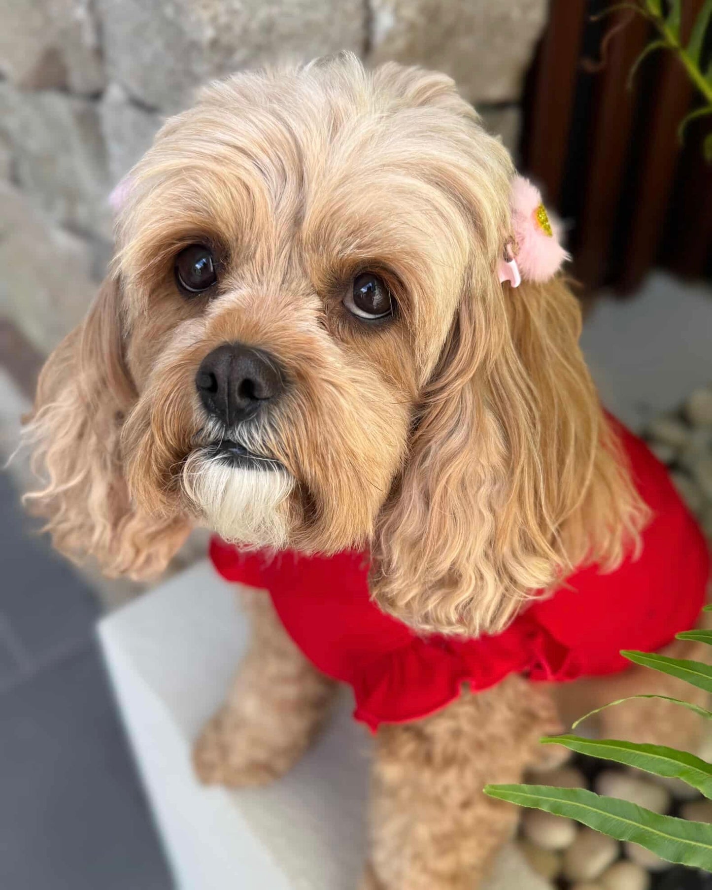Arabella Frilly Sleeve Top Red