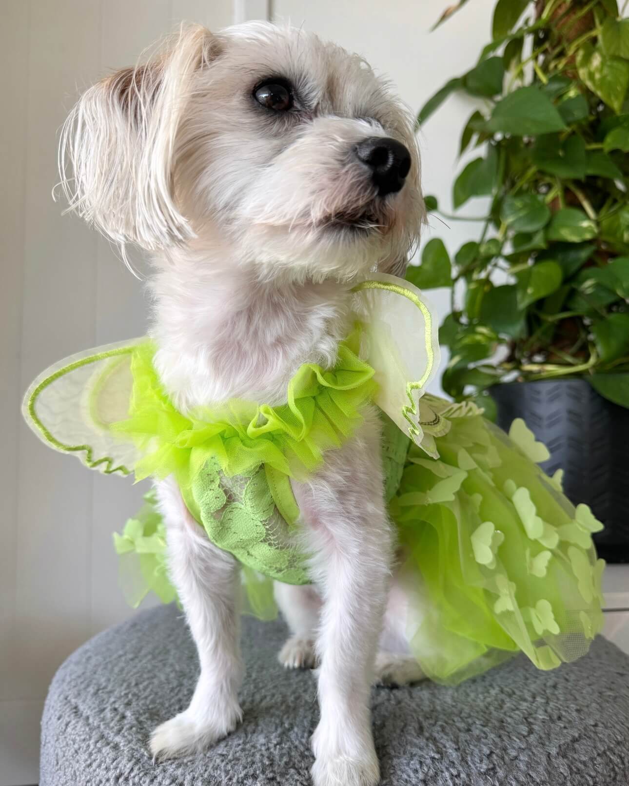 Tinkerbell Tutu