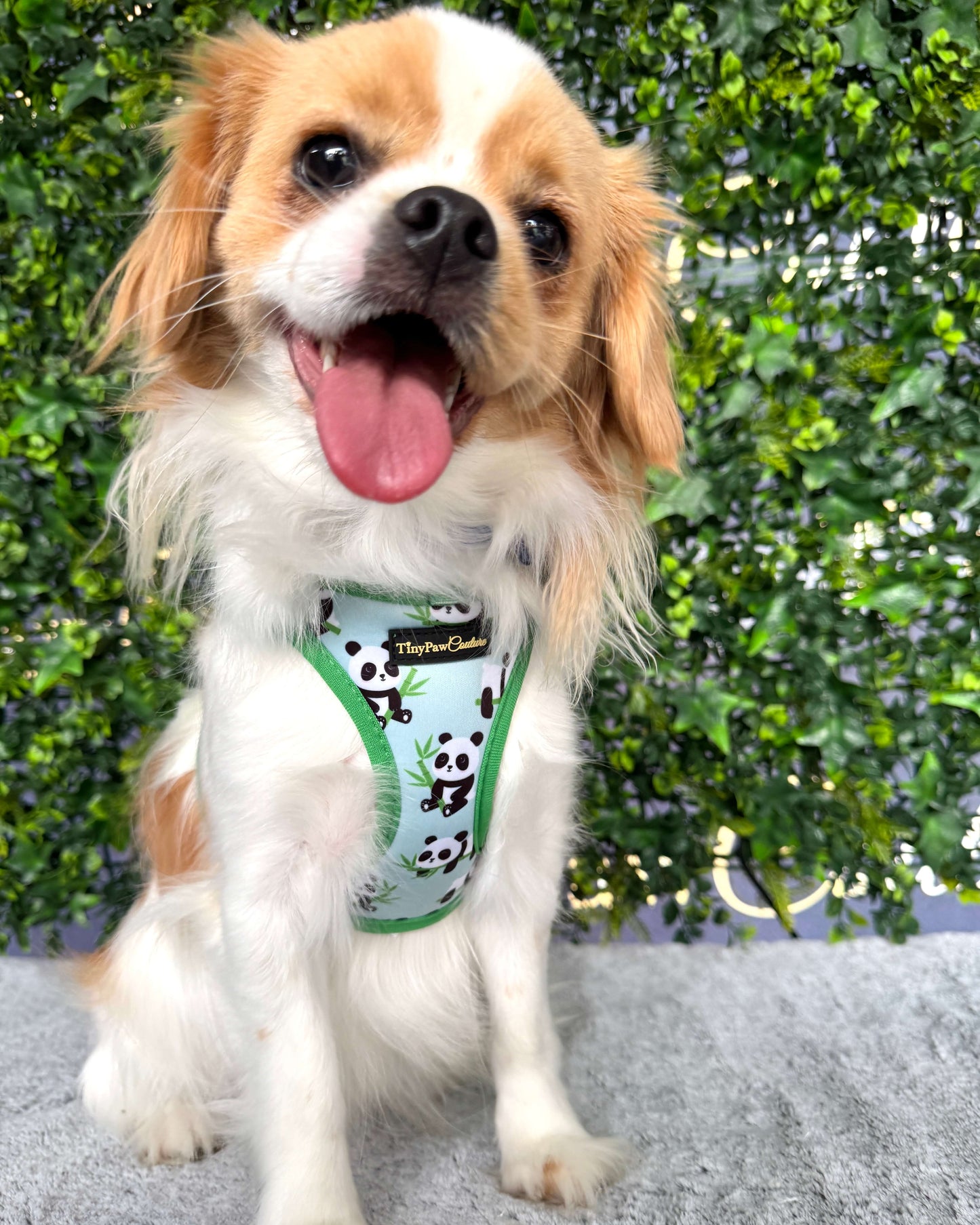 Wet'n'Wild Panda Step In Vest Harness