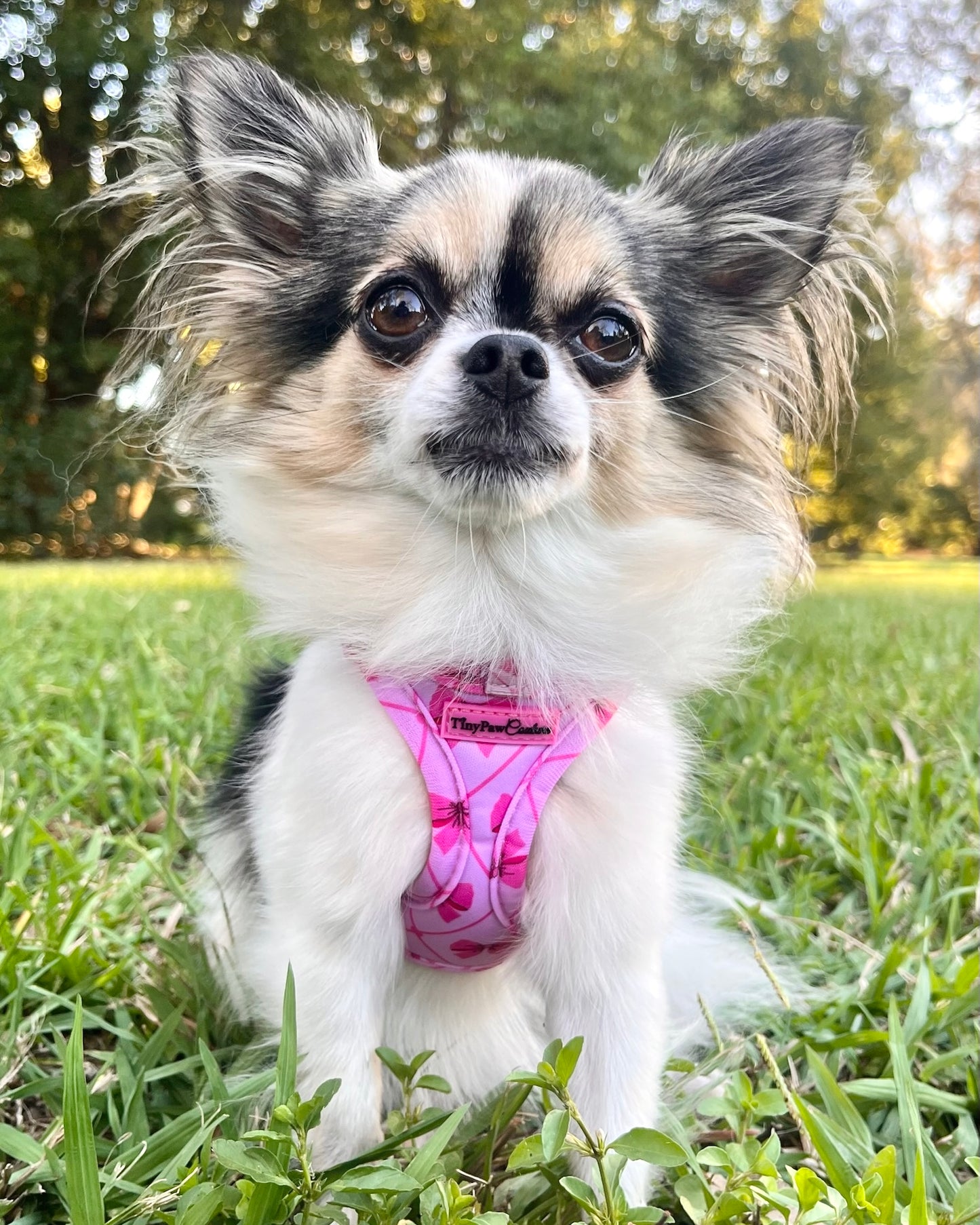 Wet'n'Wild Valentina Bow Harness