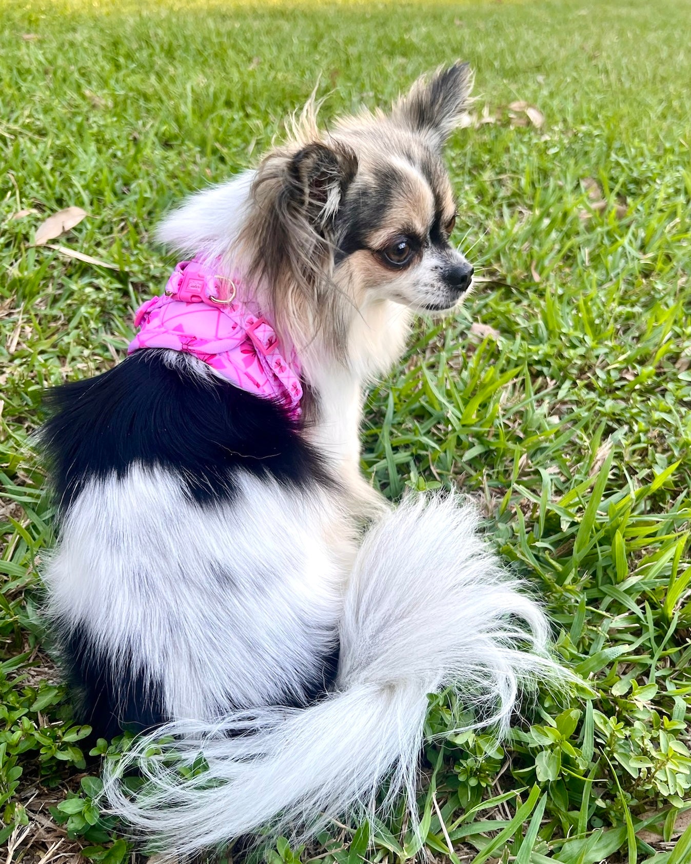 Wet'n'Wild Valentina Bow Harness