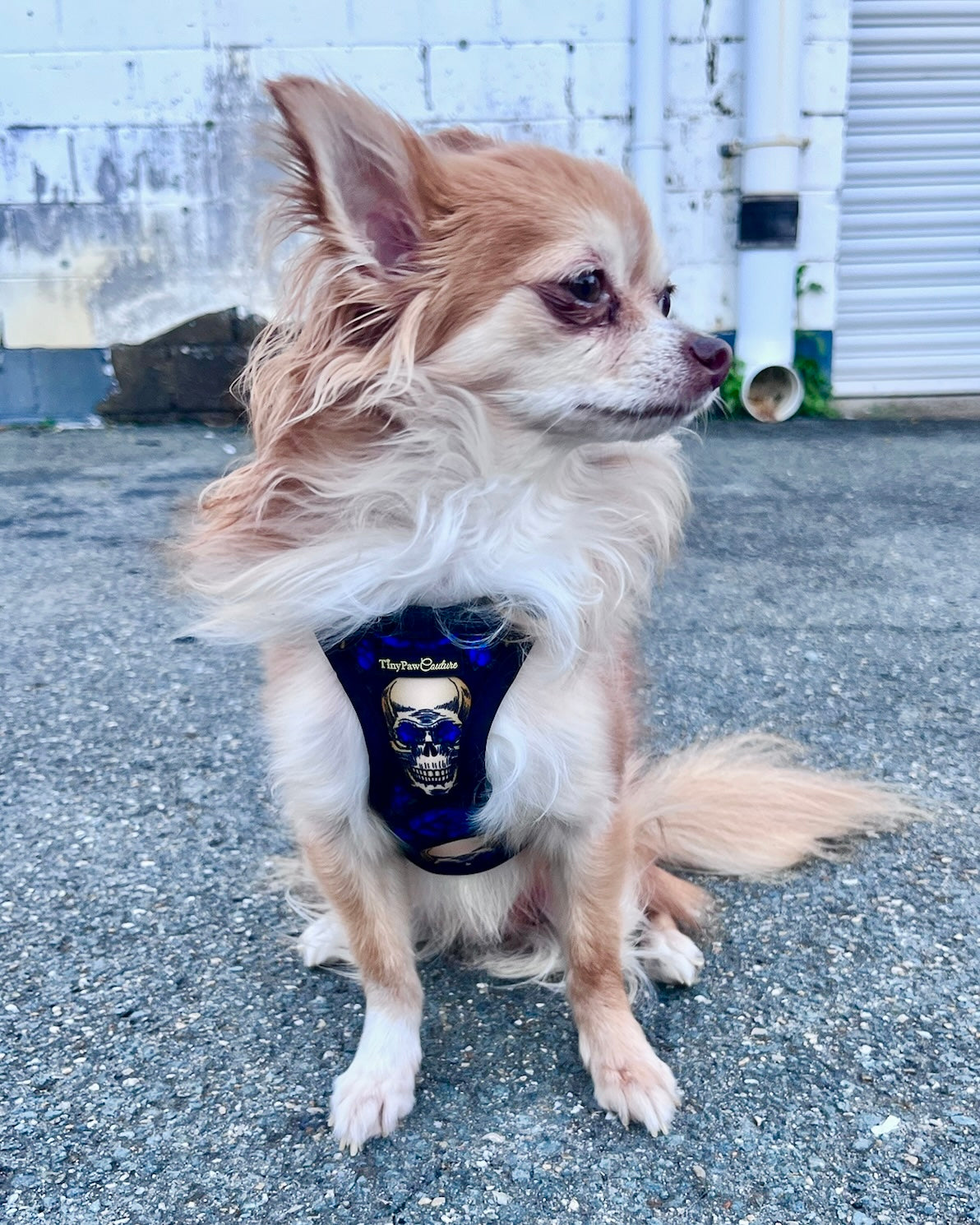 Wet'n'Wild Midnight Rebellion Harness