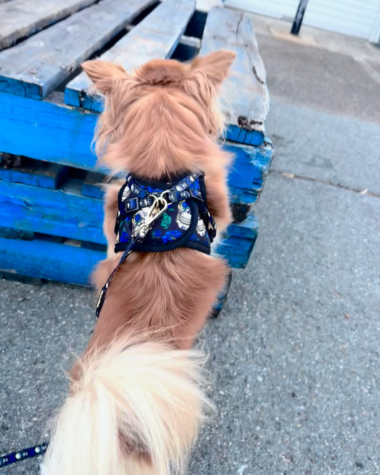 Wet'n'Wild Midnight Rebellion Harness