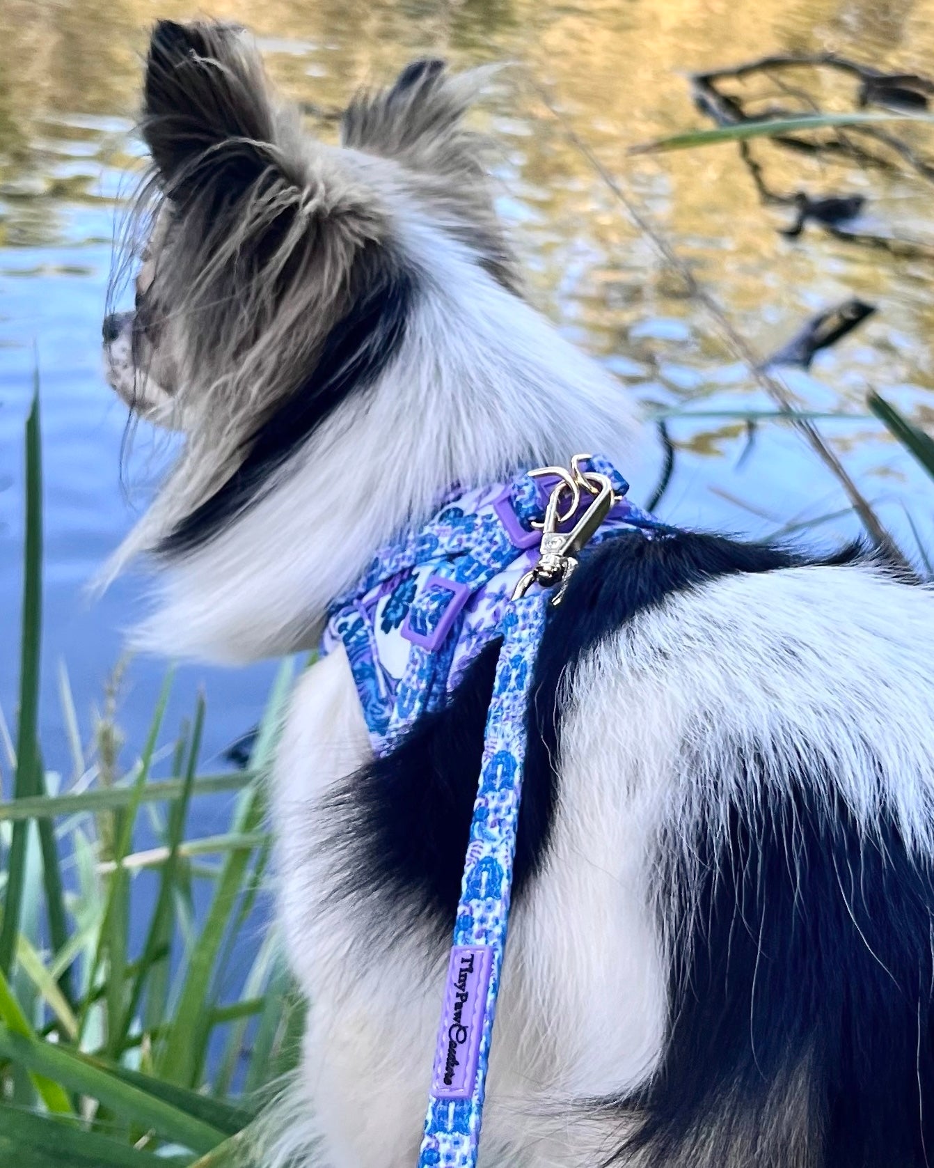 Wet'n'Wild Azure Huntress Harness