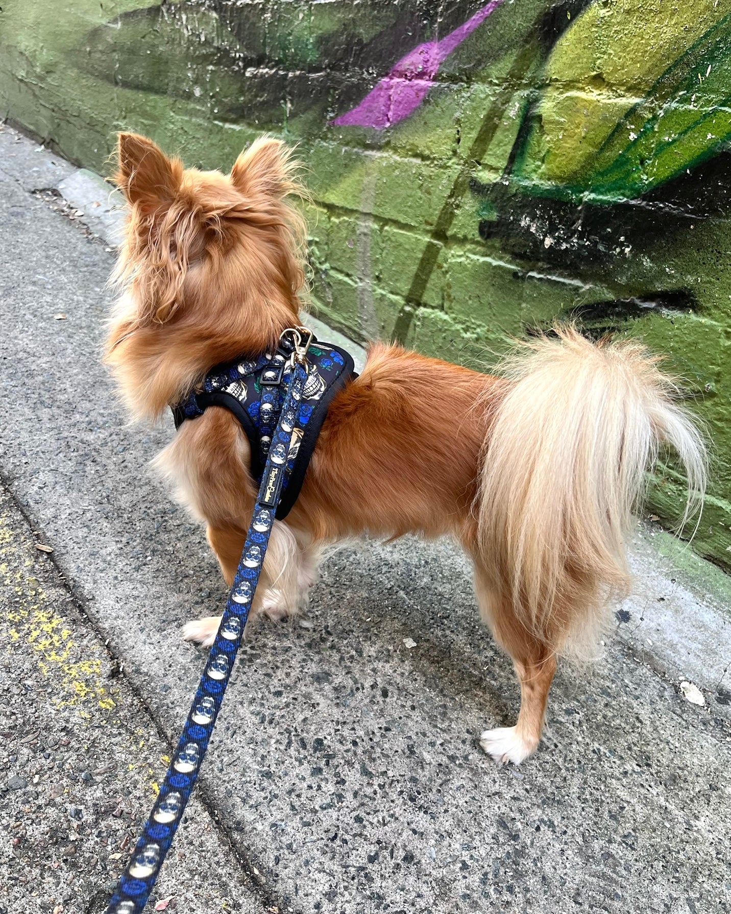 Wet'n'Wild Midnight Rebellion Harness