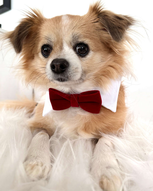 Red Velvet Bowtie