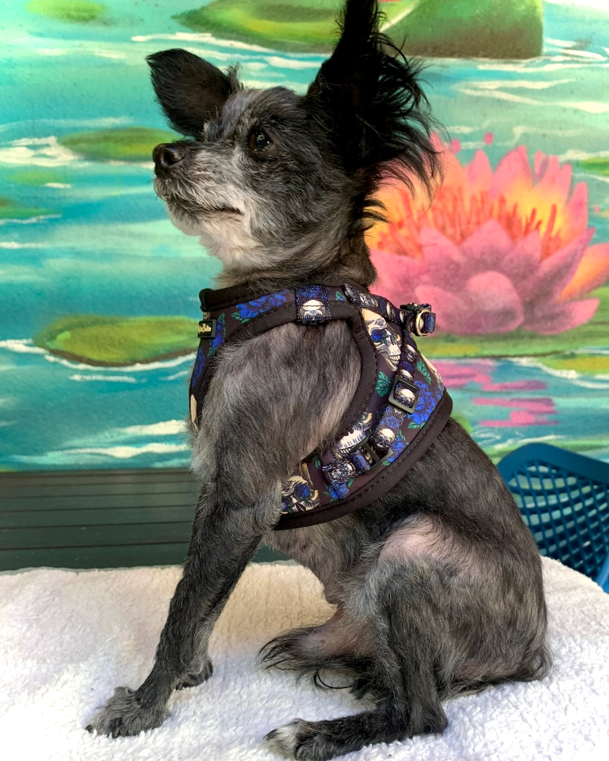 Wet'n'Wild Midnight Rebellion Harness