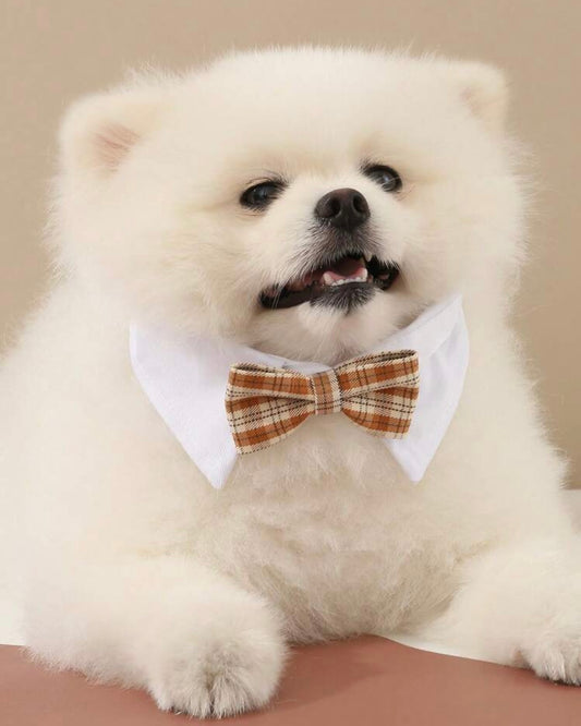 Gentleman Bowtie