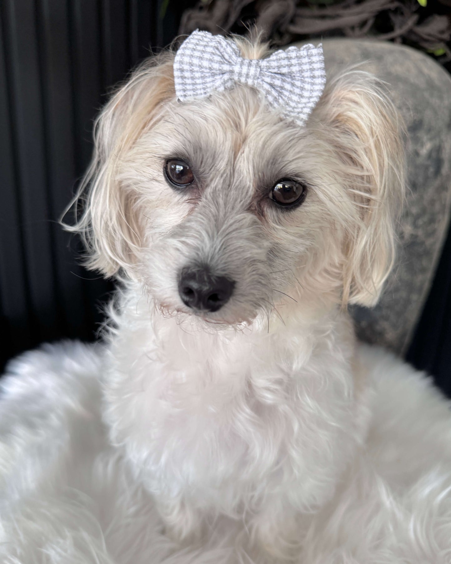 Gingham Charm Mini Bow Set Black & Grey