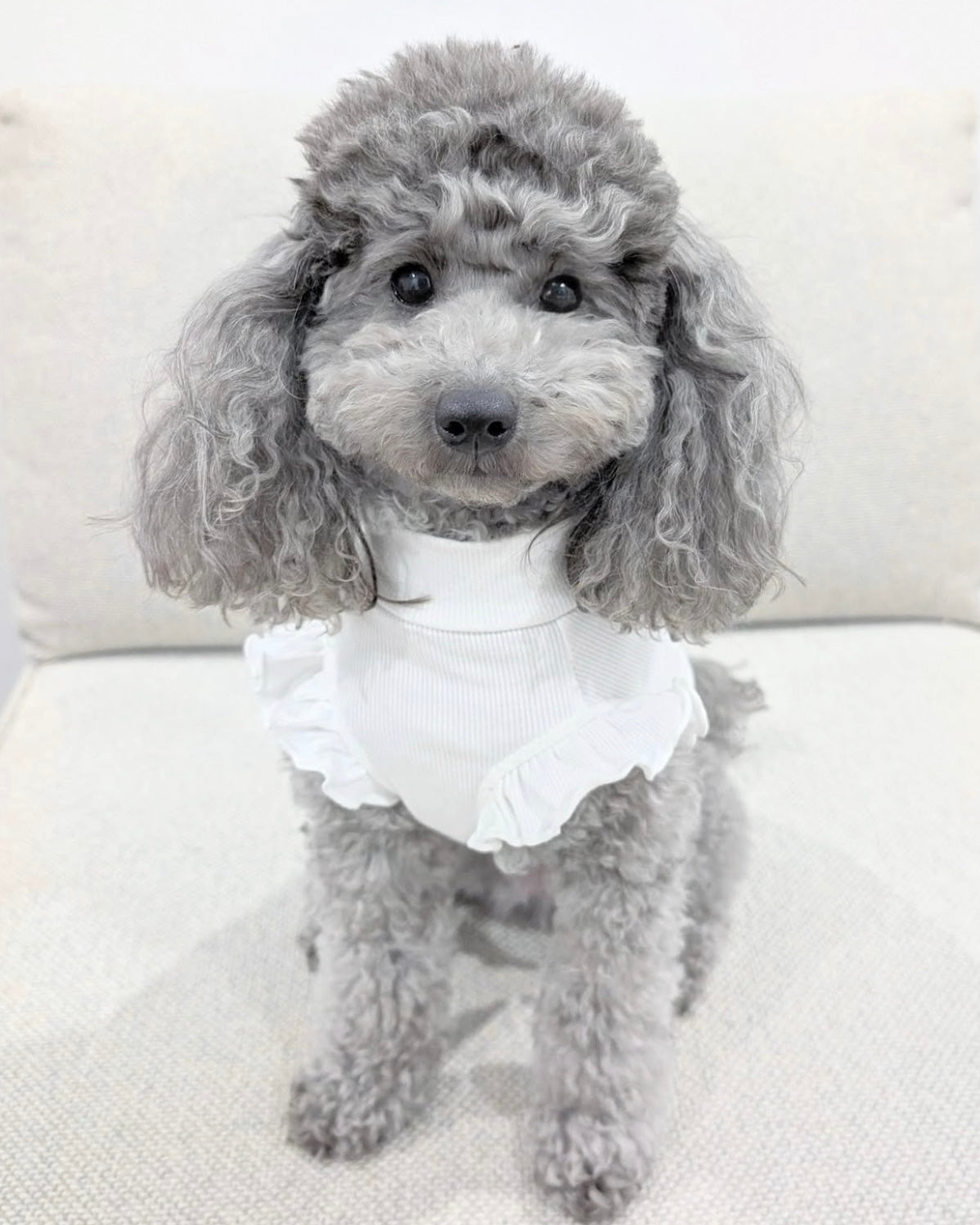 Arabella Frilly Sleeve Top White