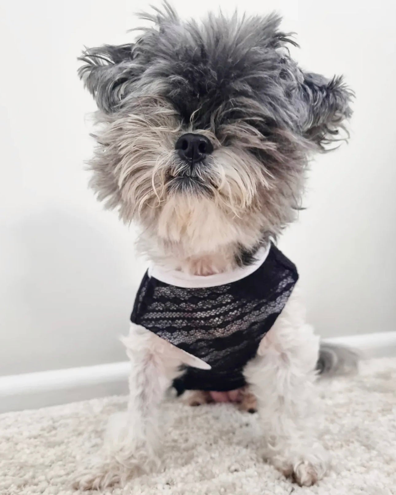 Gabriella Luxe Lace Dress Black