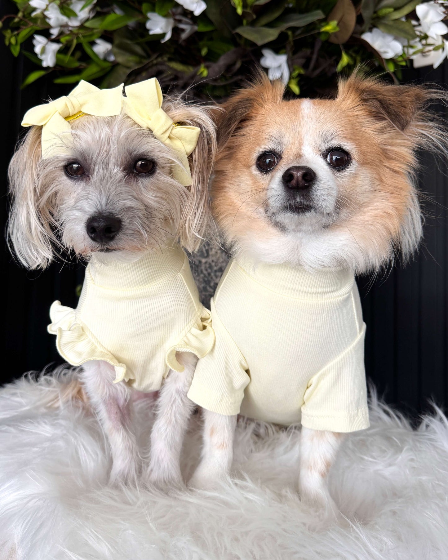 Arlo Short Sleeve Top Yellow