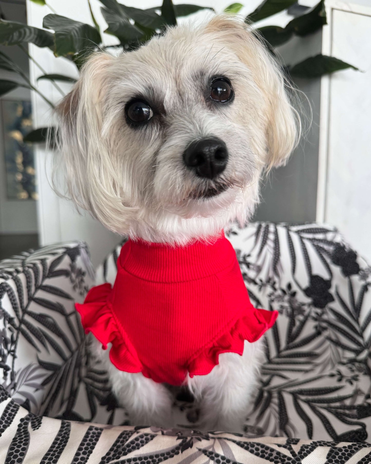 Arabella Frilly Sleeve Top Red