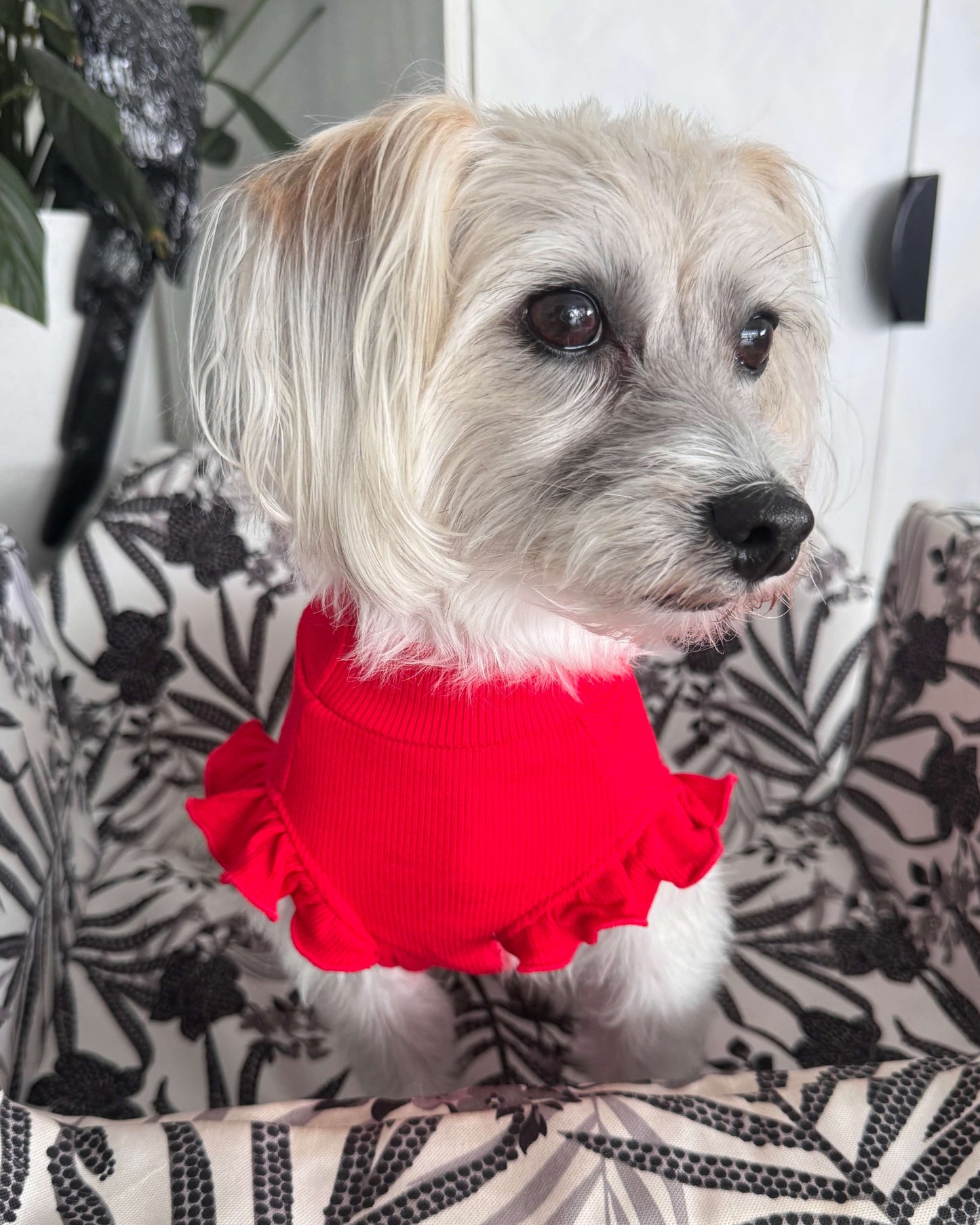 Arabella Frilly Sleeve Top Red