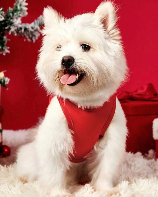 Merry Christmas Gingerbread Singlet