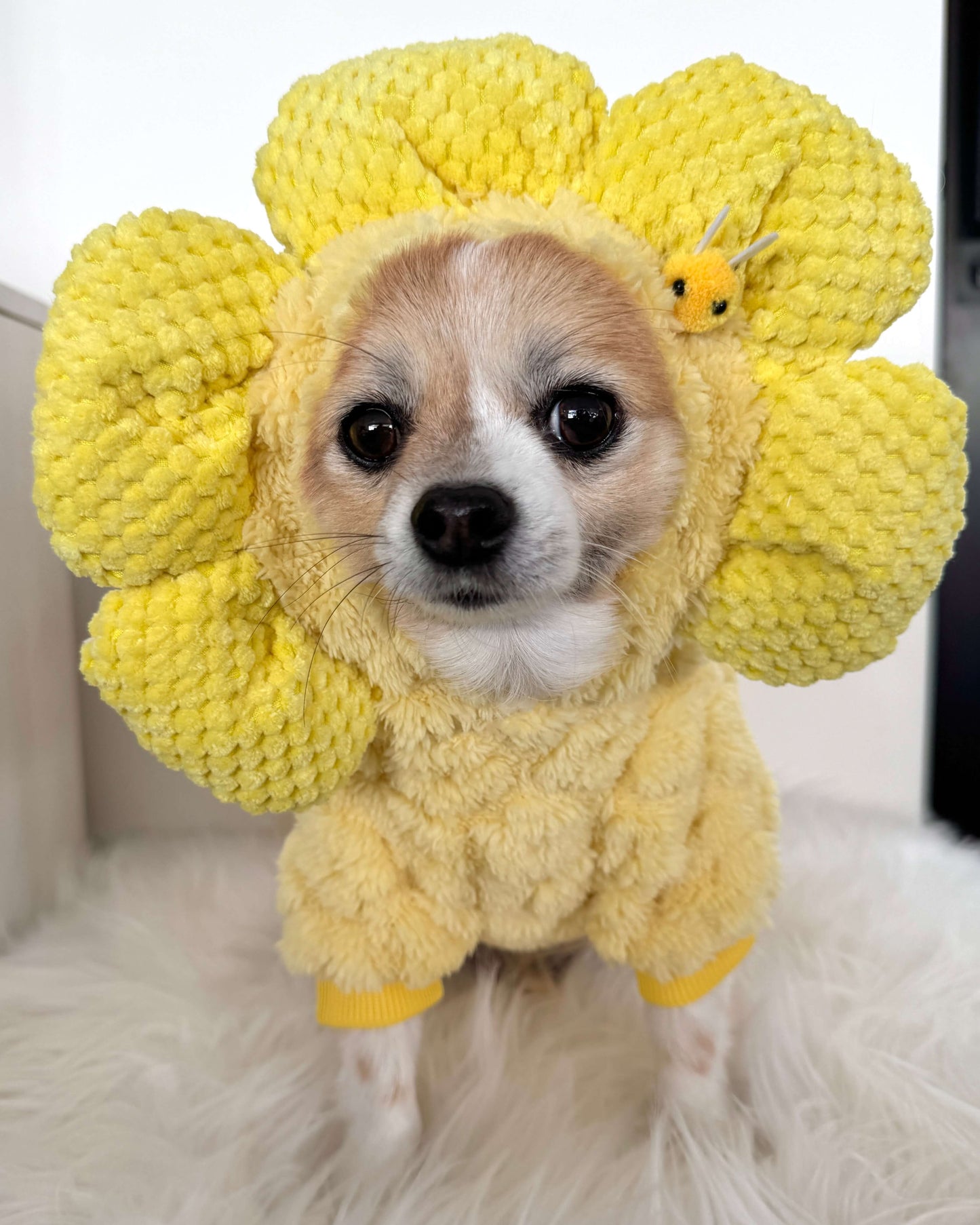 Sweet Sunflower Hoodie