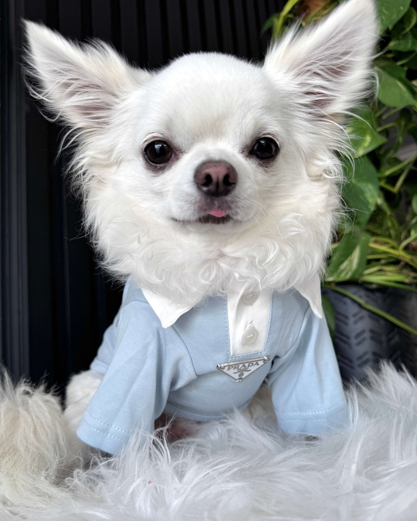 Pawda Polo Shirt Blue