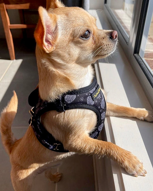 Little Luxe Pineapples Step In Vest Harness