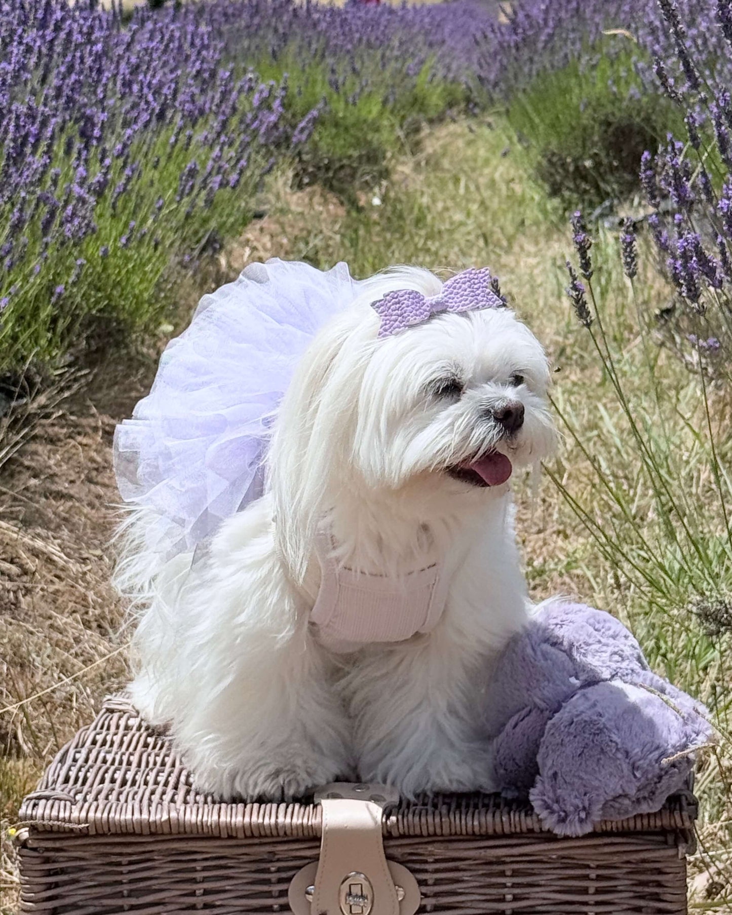 Maya Tutu Dress Lilac