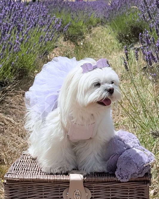 Maya Tutu Dress Lilac