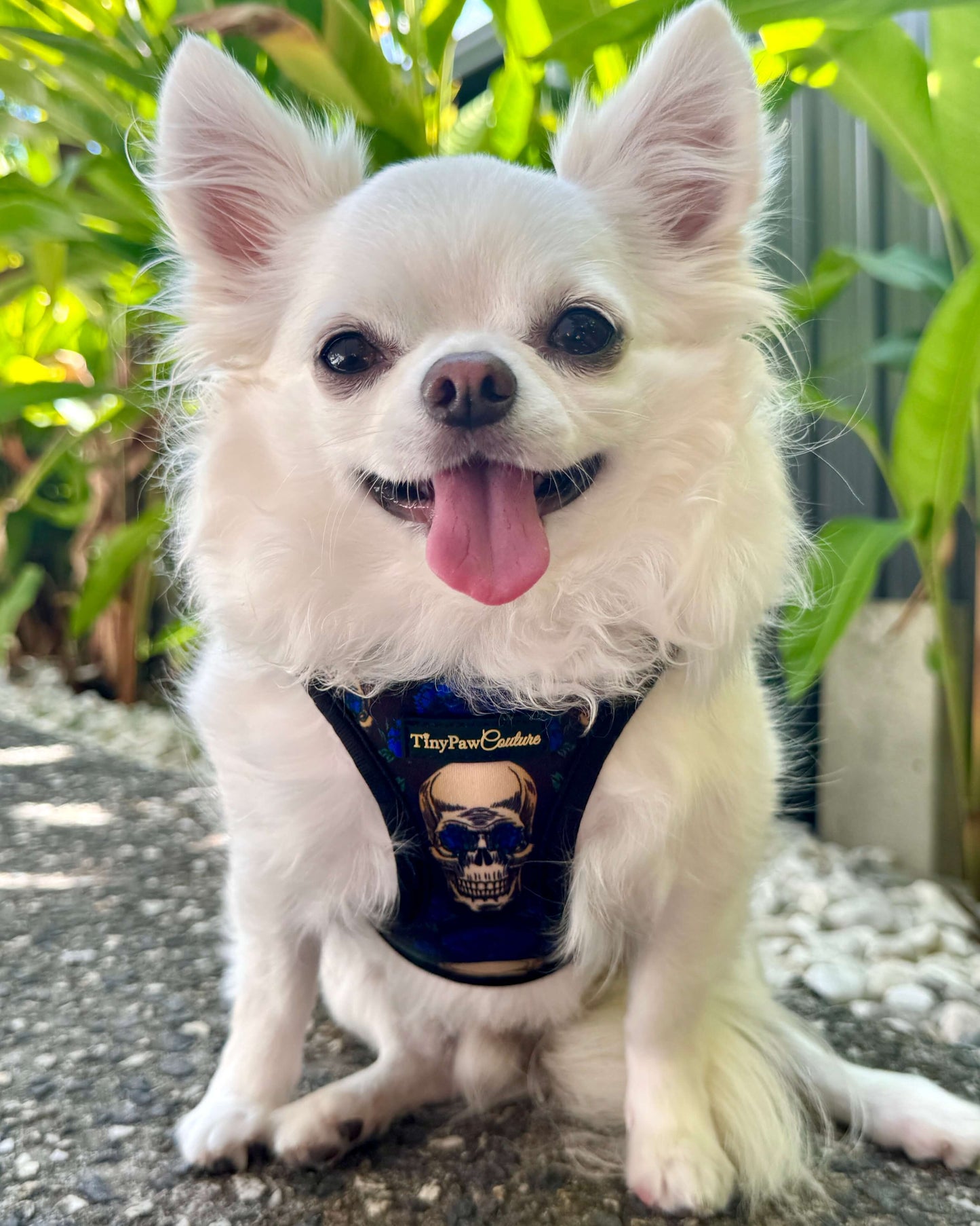 Wet'n'Wild Midnight Rebellion Harness