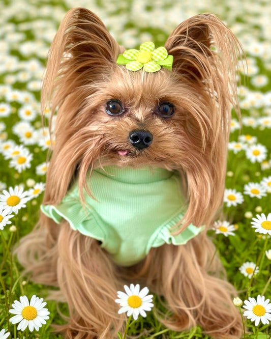 Arabella Frilly Sleeve Top Green