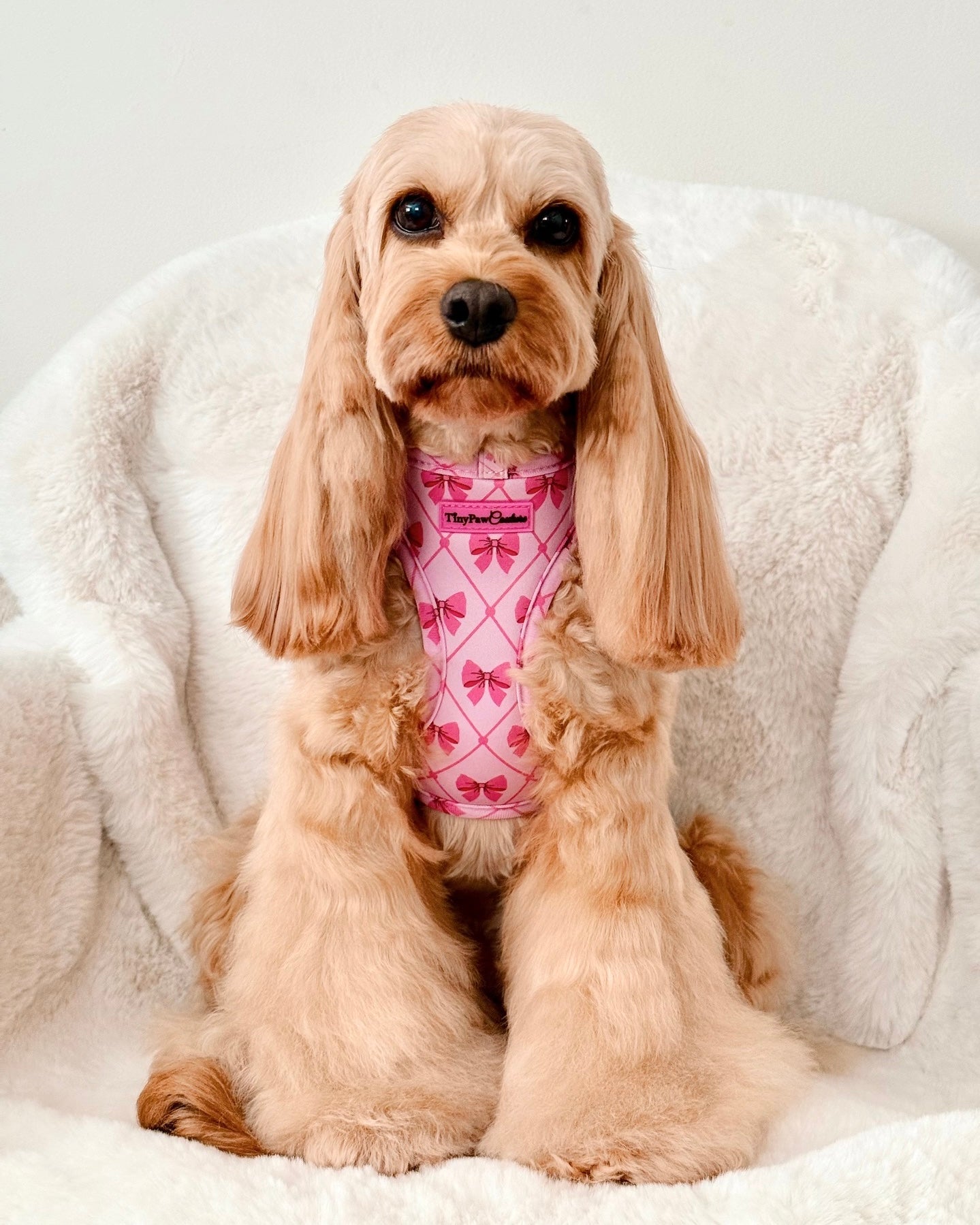 Wet'n'Wild Valentina Bow Harness